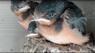 Baby Barn Swallows Day 17  Live Stream 赤ちゃんの納屋のツバメ [upl. by Evot]