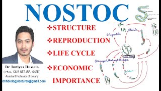 Morphology and Life Cycle of Nostoc Reproduction Thallus Structure Akinetes bsc 1st year [upl. by Laflam]