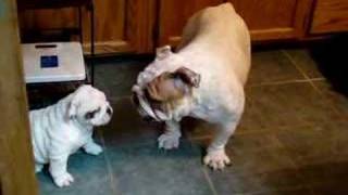 Bulldog Mom and baby playing [upl. by Bullen748]