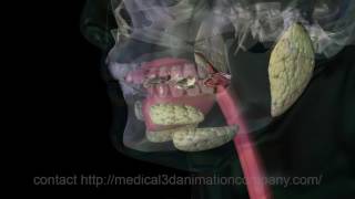 chewing Mastication digestion 3d animation company medical [upl. by Garbe]