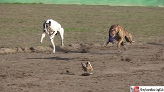 Greyhound track race 2022  Dog racing in Pakistan  race videos [upl. by Triley]