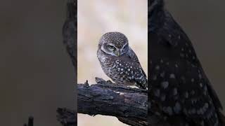 Spotted Owlet [upl. by Helali924]