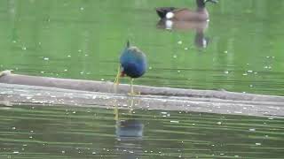 Purple Gallinule Cameguadua Colombia Feb 2018 [upl. by Ymassej]