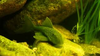 Hemiancistrus subviridis [upl. by Laen]