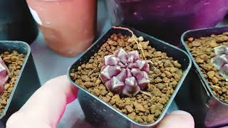 Gymnocalycium Daydream Cactus [upl. by Theodora]