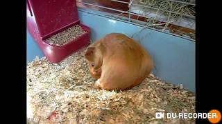 Guinea pig giving birth to new baby live [upl. by Greabe921]