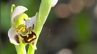 botanique lOrchidée Ophrys Abeille [upl. by Krishna]