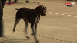 National Gundog 2016  Best Puppy in Show [upl. by Ari]