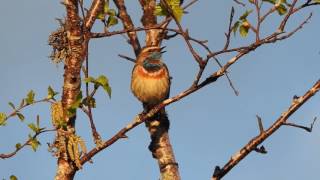 BluethroatBlåstrupeDonsen i SirdalGorgebleue à miroirBlauwborstBlaukehlchenSinging bird p900 [upl. by Sennahoj224]