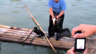 Pesca con Cormoran en Guilin China [upl. by Ytsirhc]