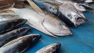 Live 09 August 24‼️🔥Cutting fresh yellowfin tuna by skilled hands at Sorong market West Papua [upl. by Bass]