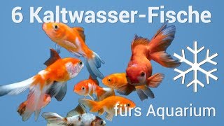 6 Fische fürs Kaltwasseraquarium ❄🌊 [upl. by Annat]