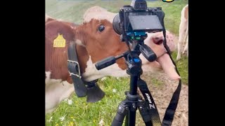 Drôle de vache Vaches se prennent pour chiens en reniflant et lèchant 🤣🐄🐶 Vache drole [upl. by Alahsal]