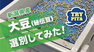 枝豆精選別機で「大豆を選別」してみた！（秘伝豆編） [upl. by Vasiliki]