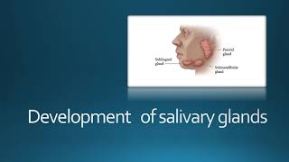 Development of salivary glands [upl. by Eskil]