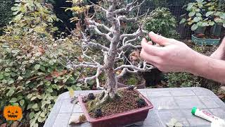 🍂TIGLIO potatura autunnale  Il GIARDINO DEI BONSAI [upl. by Roper]