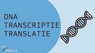 Van DNA naar eiwit transcriptie en translatie [upl. by Mannes275]