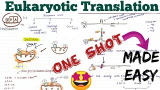 Translation in Eukaryotes Initiation Elongation Termination molecular biology🤩 [upl. by Trip]