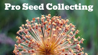 Tips amp Tricks To Collect Seed Like A Pro [upl. by Noelc749]