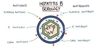 Understanding Hepatitis B Serology Results [upl. by Odilo]