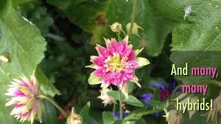 How to Grow Aquilegia [upl. by Lois]