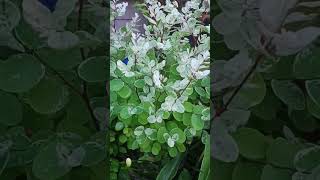 Beautiful aralia plant aralia gardeningplantlove shorts viral [upl. by Lennaj]