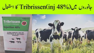 Tribrissen injection 48 Uses [upl. by Einram]