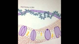 carbohydrate membrane types and function [upl. by Henden174]