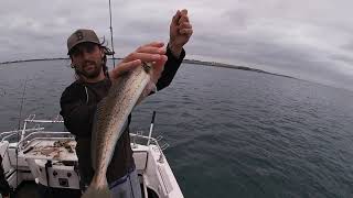 Westernport Whiting at its finest amazing feed of fish in a short session on the water [upl. by Branham]