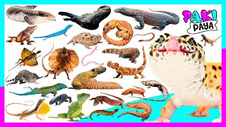 ¡TIPOS DE LAGARTOS 27 Fascinating Types of Lizards 🦎🦎 Eidechsen  도마뱀 Video educativo [upl. by Moulton821]