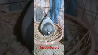 My racer kobutor breeding pigeon racer [upl. by Hairas]