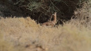 Dorcas Gazelle צבי הנגב [upl. by Ynattib]