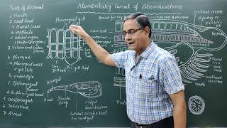 Structure of Alimentary canal in BranchiostomaAmphioxus [upl. by Bodi711]