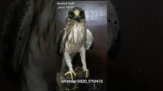 Booted eagle 🦅 the art of falcons in Pakistan viralvideo [upl. by Weigle]