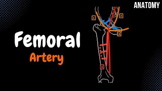 Femoral Artery EASY Scheme  Course  Branches [upl. by Yhtimit]