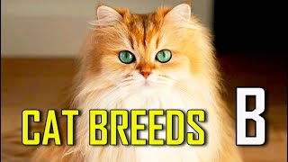 CAT BREEDS  List of cat breeds that start with B [upl. by Chrissie820]