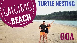 Galgibaga BeachHidden Blue Lagoon  Turtle Nesting Beach  South Goas Best Kept Secret limetrails [upl. by Layla271]