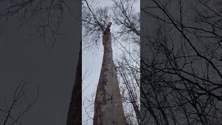 Polypores on Birch Tree Alaska mushrooming [upl. by Jesus]