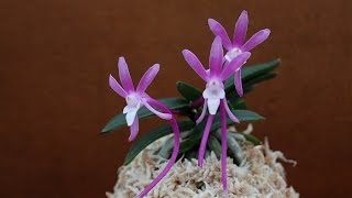 풍란 Vanda falcata フウラン [upl. by Antonius]