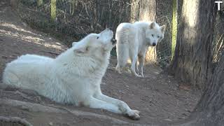 Arctic wolves howling [upl. by Freddie24]