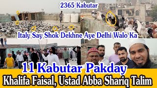 11 Kabutar Pakday Khalifa Faisal 2365 Kabutar Ustad Abba Shariq Mohit Chodhary Ankit Chodhary [upl. by Donell782]