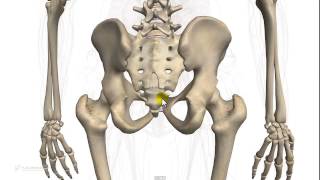 514  Sistema scheletrico Anatomia Ossa principali [upl. by Garson]