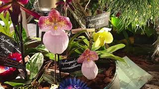 Dresden 2024 Orchideenausstellung Teil2 [upl. by Ludie]