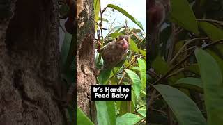 Little Bird Not Happy to Eat Food Today – Lineated Barbet Chick Rejected All Food From Dad [upl. by Nanni]