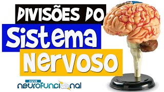 Neuroanatomia  Divisões do Sistema Nervoso Aula Completa [upl. by Eyahc]