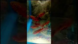 Red Jewel cichlid fish  Jewelfish  Cichlid fish  fish goldenguppy fishtank fishing petfish [upl. by Aliza]