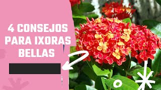 4 CONSEJOS PARA TENER IXORAS BELLAS Ixora coccinea cuidados [upl. by Aeneus]