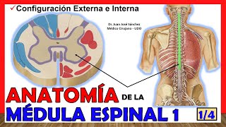 🥇 MÉDULA ESPINAL 14  Configuración Externa e Interna Anatomía ¡Explicación fácil [upl. by Cave]