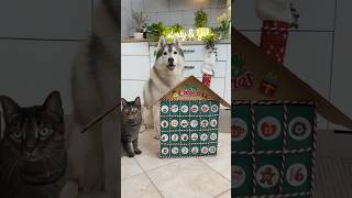 CREO un CALENDARIO dell’AVVENTO per CANI e GATTI🐶🎅🏼😻 cane dog gatto cat tutorial handmade [upl. by Nylirehc]