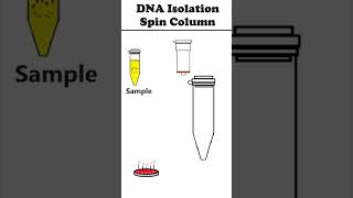 DNA Isolation Spin Column Method animation [upl. by Oirottiv]